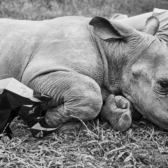 Rhinocéros Impy S
