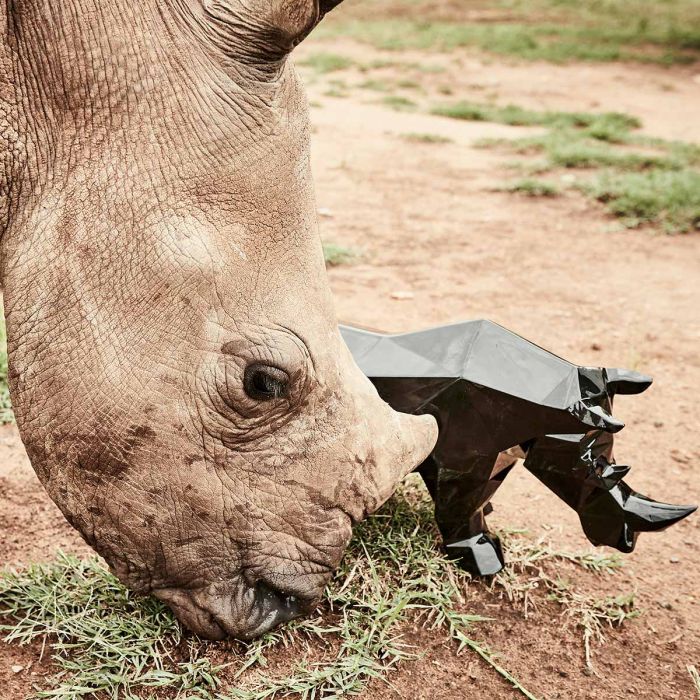 Rhinocéros Impy S